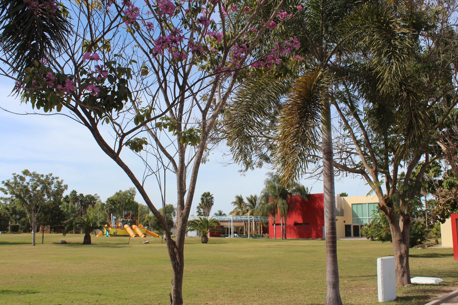 Palmeras y jardines originales de Los Álamos